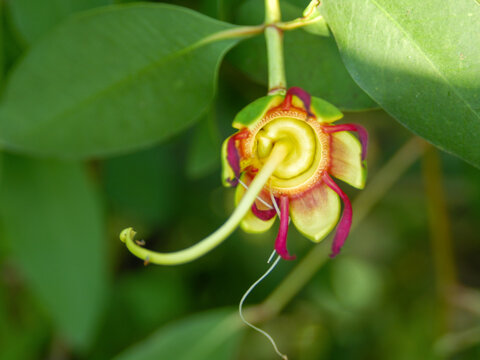 Close-up of a flowering red mangrove (Rhizophora) showing colorful petals and developing propagule in a tropical coastal ecosystem. Ideal for ecology, botany, and conservation themes.