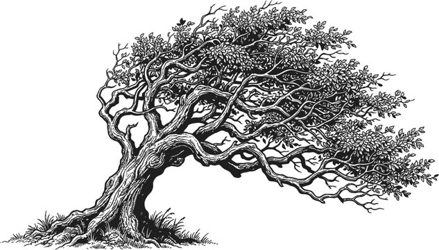 Vintage woodcut tree illustration, hand drawn gnarled oak in wind, black and white engraved nature vector, weathered old tree with twisted branches