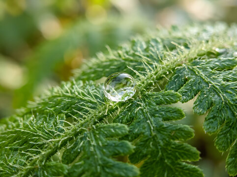 Extreme macro photography of fern frond trichomes and dew