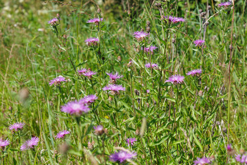 Fototapeta premium A close-up of meadow knapweed (Centauréa jacéa) with bright purple bracts, surrounded by green grass. The photograph captures the beauty of northern nature.