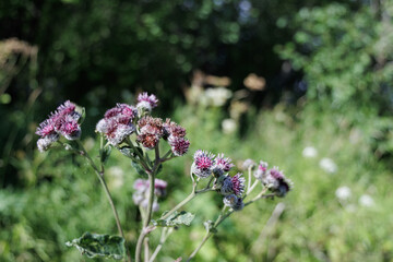 Fototapeta premium A close-up of young burdock (Arctium lappa) flowers among the grass. The shot is taken from the bottom up, emphasizing the vertical growth of the plant and the texture of its future fruit.