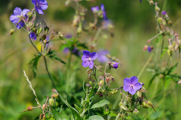 Obraz premium Close-up of meadow geranium (Geranium pratense) flowers among the grass. The corolla shape with long stamens and open buds are shown. 