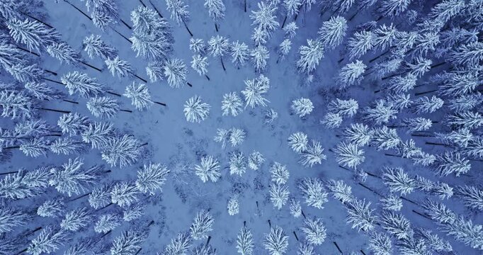 Cinematic drone shot with a slow ascending rotational movement above a snow covered winter forest, revealing frosted evergreen trees and beautiful natural patterns from directly overhead.