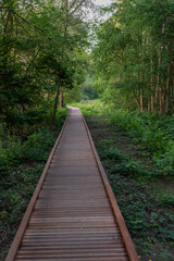 Fototapeta premium Diepenbeek, Belgium. Empty wooden boardwalk through De Caetsweyers nature reserve surrounded by lush forest