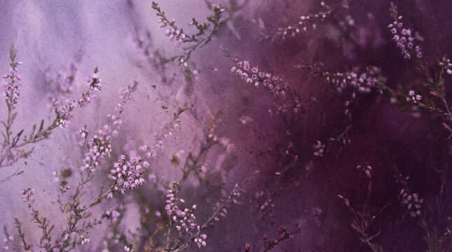 Gentle lavender and deep plum purple textured gradient background with natural floral heather and twilight tones using grainy noise effect for wellness and botanical cosmetic design projects