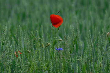 Naklejka premium Nature etude, red poppy and blue cornflower among green wheat