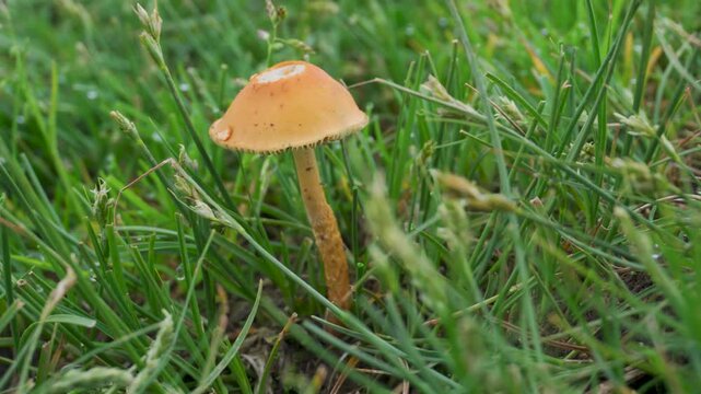 Small orange common conecap (Pholiotina rugosa) mushroom growing in grass in Uttarakhand Himalayas under soft natural light.