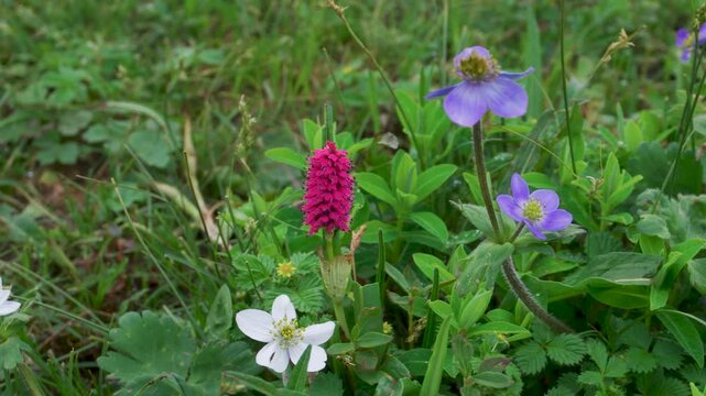 Colorful wildflowers with large leaf knotweed (Persicaria maculosa) blooming in Himalayan meadow of Uttarakhand, India.