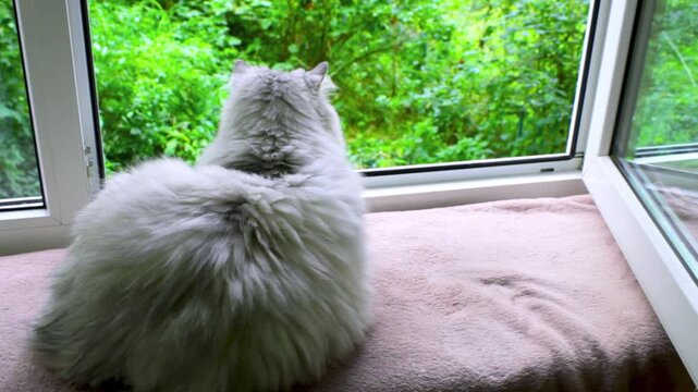 Fluffy cat window view. Grey pet resting indoor. Cozy pink blanket detail. Soft furry kitten looking. Green garden background blur. Cute domestic animal watch. Summer backyard trees outside. Calm