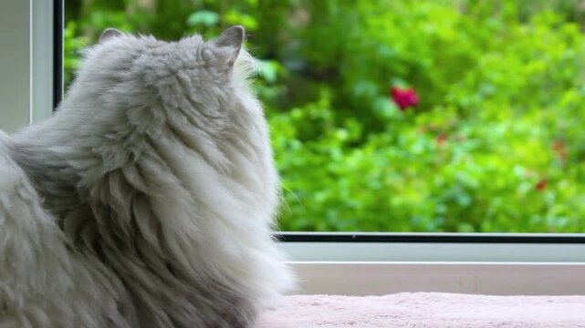 Fluffy grey cat at window. Light pet sitting on pink blanket. Cozy indoor animal video. Summer garden view outside. Longhair feline watching foliage. Peaceful home aesthetic footage. White furry