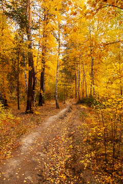  Trail in the autumn forest. Yellow leaves have already begun to fall from the trees