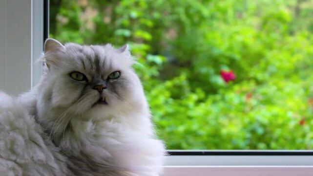 Fluffy grey cat window. Light pet looking outside. Cozy room atmosphere. Green garden landscape. Soft pink texture. Cute animal observation. Sitting near glass pane. Summer backyard scenery. Domestic