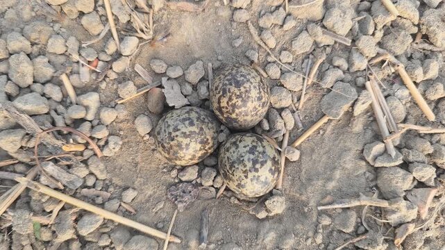 Red-wattled lapwing (Vanellus indicus) Camouflaged Wild Bird Eggs Lying in Nest on Dirt Ground 4k Captured in Cinematic High Detail Footage