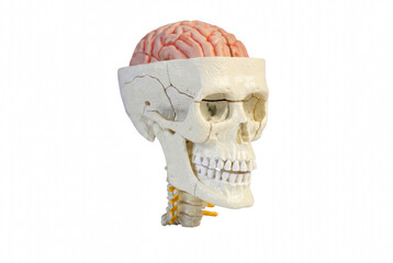 Human Skull Model with Exposed Brain and Cervical Spine © Md