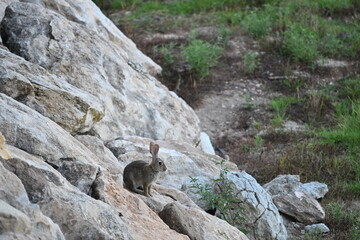 Obraz premium Close Up of Wild Rabbits Sitting on Rocky Terrain
