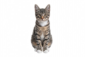 Fototapeta premium Portrait of a Young Tabby Cat with White Paws and Golden Eyes
