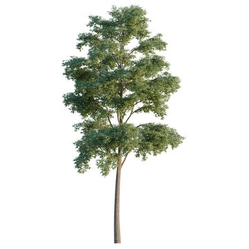 Bucida Buceras tree, elevation, front view, cutout, transparent background, isolate, Detailed Tree with Lush Green Foliage - Perfect for Landscape Designs & Nature Imagery