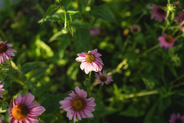 Fototapeta premium Purple coneflowers (Echinacea purpurea) bloom among dense green foliage in a sunlit native prairie garden. This image highlights summer wildflowers, pollinator-friendly plants and natural landscaping