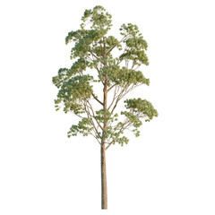 Eucaliptus Gunni tree, elevation, front view, cutout, transparent background, isolate, Detailed Eucalyptus Tree with Branching Pattern - Ideal for Digital Art & Landscape Design © Huy Trong