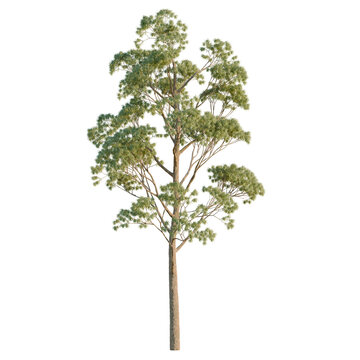 Eucaliptus Gunni tree, elevation, front view, cutout, transparent background, isolate, Detailed Eucalyptus Tree with Branching Pattern - Ideal for Digital Art & Landscape Design