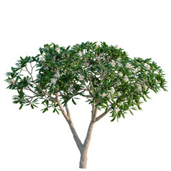 Obraz premium Platanus tree, elevation, front view, cutout, transparent background, isolate, Blooming Plumeria Tree with Lush Green Foliage - Tropical Floral Beauty for Design Elements