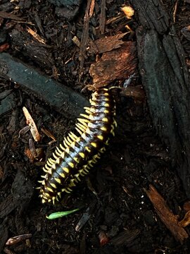 Yellow-Spotted Millipede - A dark millipede with bright yellow markings crawls diagonally across a rich bed of damp, textured brown wood mulch and garden soil chips