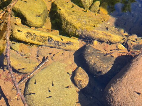 Toad tadpoles, specifically the larvae of the American Toad (Anaxyrus americanus)