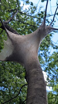 This large, silky web wrapped around the tree trunk and branches is a nest built by Fall Webworms (Hyphantria cures)