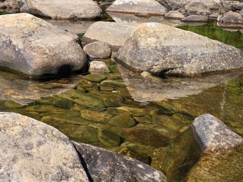 The snake visible underwater is a Common Watersnake (Nerodia sipedon), often referred to locally as a Midland Watersnake (Nerodia sipedon pleuralis)