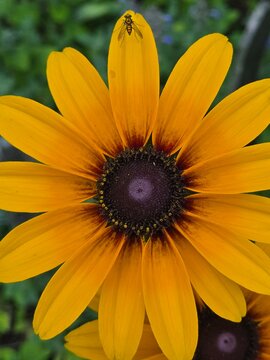 This striking insect resting on the Black-Eyed Susan petal is a Long-Legged Fly (family Dolichopodidae, often within the genus Condylostylus)