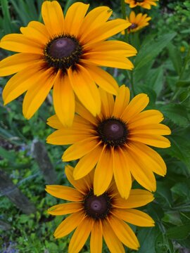 Black-Eyed Susans - A vibrant golden-yellow wildflower opens its symmetrical petals wide around a prominent dark brown center seed disk, bathing in bright natural summer garden sunlight