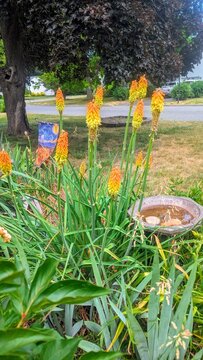 These striking blooms are Red Hot Pokers (Kniphofia uvaria), which are also frequently called Torch Lilies