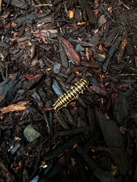 Yellow-Spotted Millipede - A dark millipede with bright yellow markings crawls diagonally across a rich bed of damp, textured brown wood mulch and garden soil chips