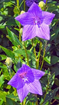 Purple Balloon Flowers (Platycodon grandiflorus) - Star-shaped violet blossoms stand vertically amidst green stems and unopened buds