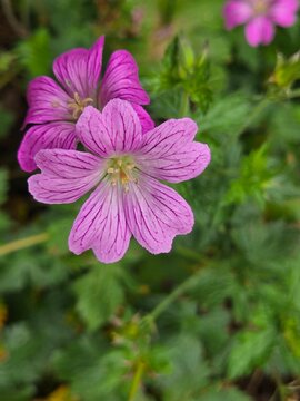 These flowers are Hardy Geraniums (specifically within the genus Geranium), commonly known as Cranesbills
