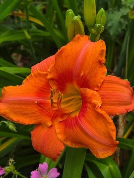 This vibrant bloom is an Orange Daylily