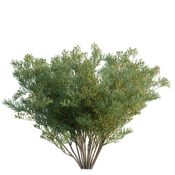 Shinus Molle Bark refl.jpg tree, corner view, cutout, isolate, transparent background, Detailed tree branch with lush green foliage - perfect for nature backgrounds & realistic design elements.