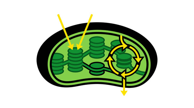 Diagram of chloroplast showing light dependent and light independent reactions.