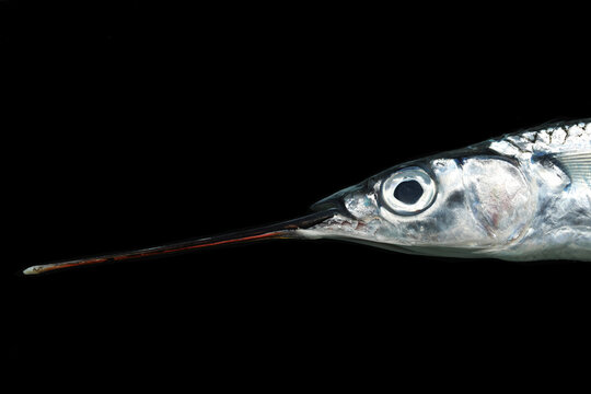 Fish eyes close up of Jumping Halfbeak (Hemiramphus species)
