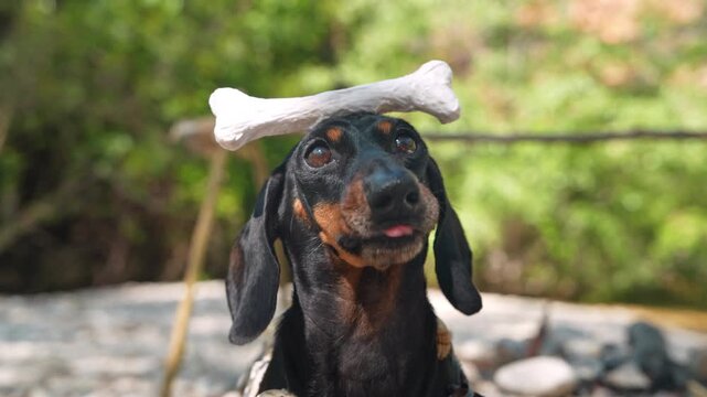 A black and tan dachshund dog sits outdoors amid green foliage balancing a white bone on its head, demonstrating obedient training and a concept of domestication from wild ancestry.