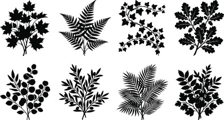 Botanical leaves and branches black silhouette icons set featuring maple fern ivy oak eucalyptus olive palm and parsley © MdMehedi