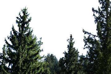 Coniferous spruce and pine trees with vibrant green needles forming a natural forest border isolated on white background PNG © Aerials Wind