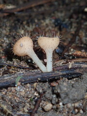 mushroom in the woods © Amonrat