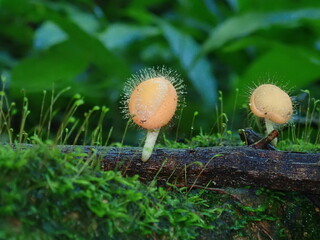 mushrooms in the grass © Amonrat