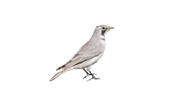 Horned lark standing in a profile view with detailed plumage and sharp focus isolated on white background PNG