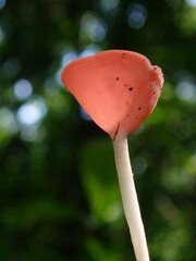 red mushroom in the forest © Amonrat