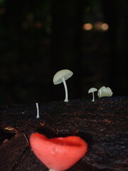 mushroom in the forest © Amonrat
