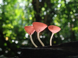mushroom in the forest © Amonrat