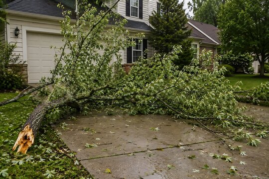 Storm damage tree fallen on residential driveway
