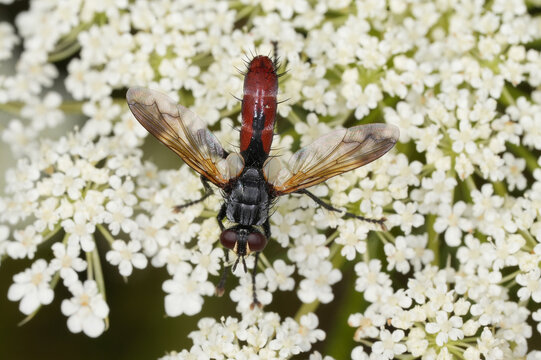 Raupenfliege, Cylindromyia bicolor, M&auml;nnchen an Wilder M&ouml;hre. Trotz ihres Namens parasitiert diese spezifische Art keine Schmetterlingsraupen, sondern Wanzen.